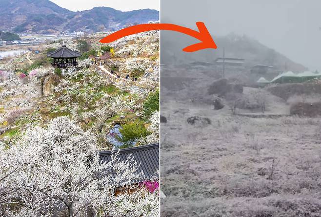 전남 광양 매화축제 현장 모습. 2024년 축제 현장(왼쪽)에는 꽃이 만개한 반면, 2025년 축제 현장(오른쪽)에는 눈이 몰아치고 있다.[광양시청 홈페이지, 유튜브 나팔녀품바 채널 갈무리]