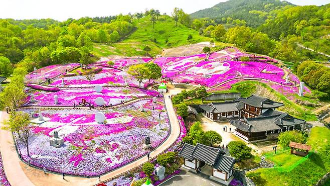 [산청=뉴시스] 산청 생초면 꽃잔디  (사진=산청군 제공) 2026. 03. 31. photo@newsis.com *재판매 및 DB 금지