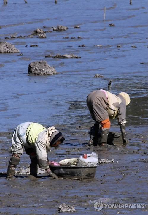 꼬막 캐는 아낙 [연합뉴스 자료 사진]