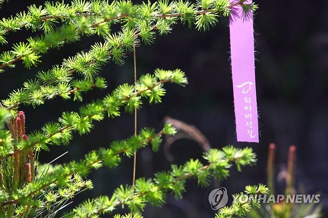 '치유의 길' 외씨버선길 [연합뉴스 자료사진]