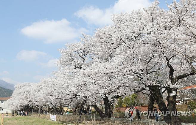 만발한 울산 작천정 벚꽃 [연합뉴스 자료사진]