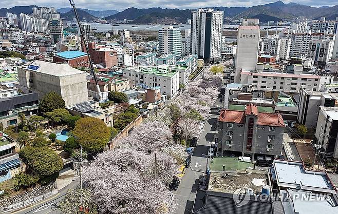벚꽃 명소 (창원=연합뉴스) 김동민 기자 = 31일 경남 창원시 마산합포구 소하천 거리에 활짝 핀 벚꽃. 2026.3.31 image@yna.co.kr