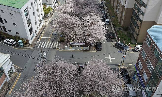 벚꽃 동네 (창원=연합뉴스) 김동민 기자 = 31일 경남 창원시 마산합포구 소하천 거리에 활짝 핀 벚꽃. 2026.3.31 image@yna.co.kr