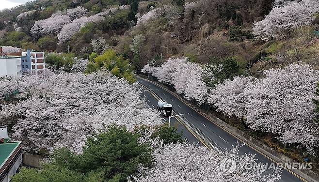벚꽃 활짝 (창원=연합뉴스) 김동민 기자 = 31일 경남 창원시 마산합포구 산복도로에 핀 벚꽃. 2026.3.31 image@yna.co.kr