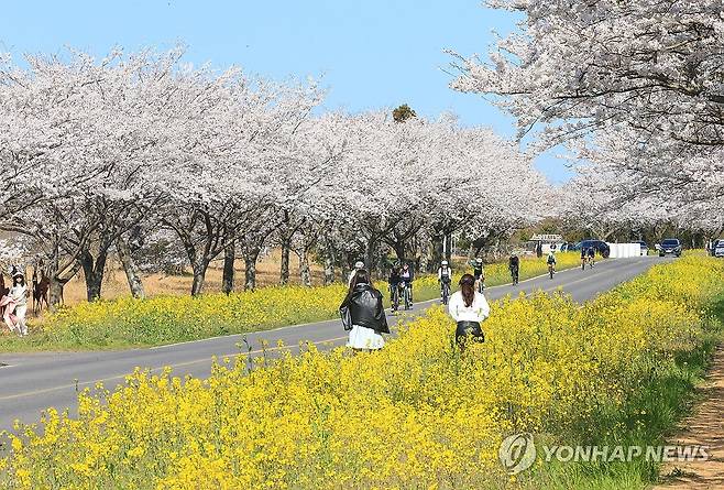 유채꽃과 벚꽃 어우러진 제주 녹산로 지난해 4월 제주 서귀포시 표선면 가시리 녹산로 일대에 유채꽃과 벚꽃이 활짝 펴 아름다운 봄 풍경을 연출하고 있는 모습. 2025.4.6 [연합뉴스 자료사진]