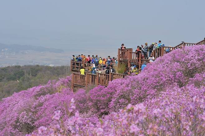 강화 고려산에 진달래가 만개한 모습. <강화군 제공>