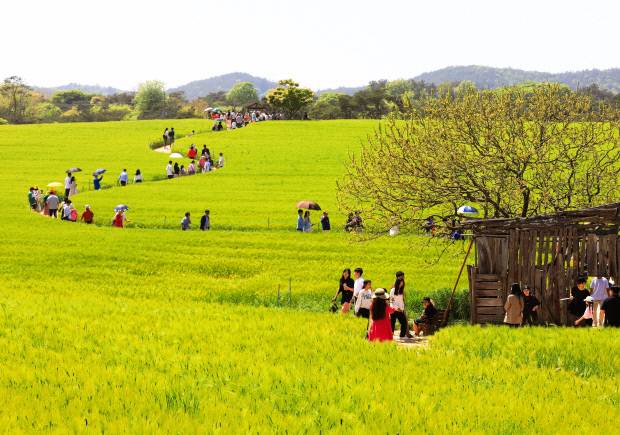 봄의 절정, 고창 청보리밭.        <고창군 제공>