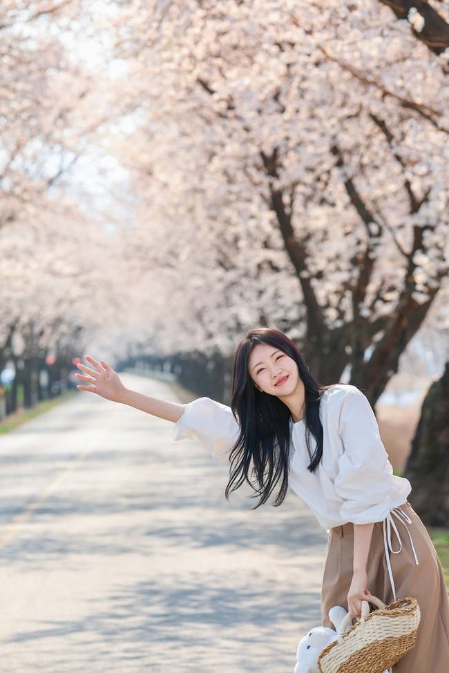 ▲ 축제가 열릴 벚꽃길 모습(청도군 공보팀 제공)