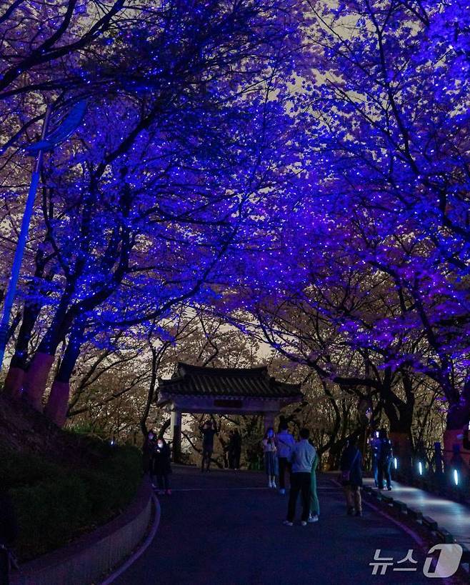 야간 벚꽃이 일품인 수봉공원. (인천관광공사 제공.재판매 및 DB금지)