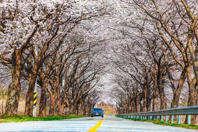 울진군 전역에 만개한 벚꽃. /울진군