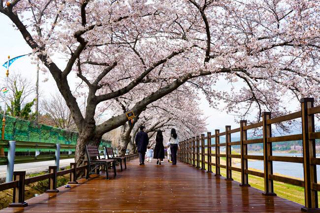 성류굴 가는 벚꽃길. /울진군