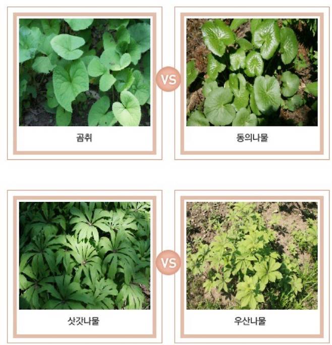 식품안전나라