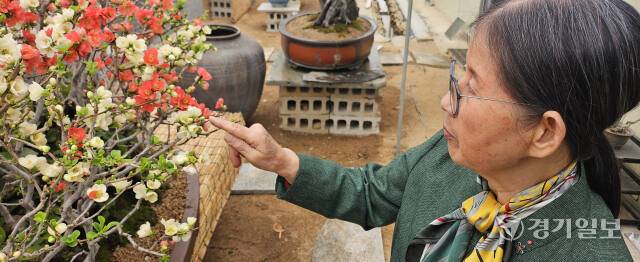 1일 오전 평택시 진위면 야막길 명자분재사랑곳에서 최경혜씨(73)가 명자 꽃의 특징을 설명하고 있다. 윤동현기자