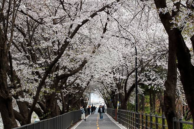 송정 제방길 벚꽃