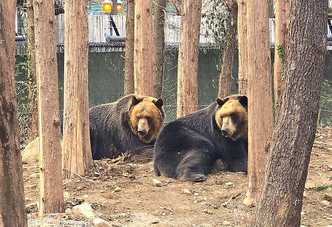 곰계의 우두머리 불곰
