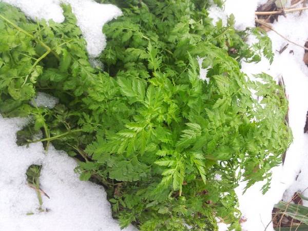 경북 영양 일월면의 한 마을 주민 6명이 지난달 31일 라면에 전호나물을 넣어 먹은 뒤 집단 식중독 증세를 보여 치료를 받고 있다. 사진은 울릉도에서 자생하는 전호나물. 울릉군 제공