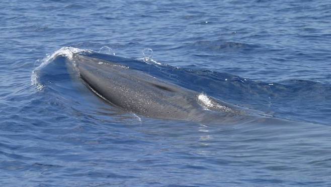 멕시코만 수면 위로 솟아오른 라이스 고래 모습. AP 연합뉴스