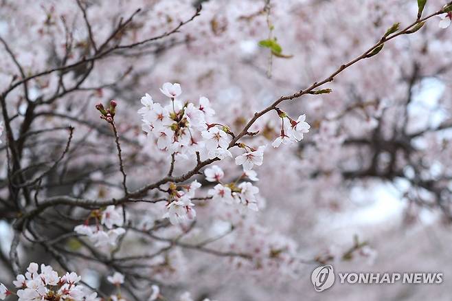 속초 영랑호에 만개한 벚꽃 [연합뉴스 자료사진]