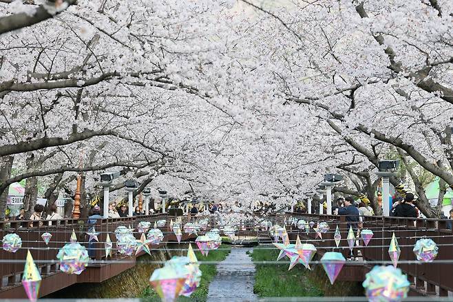 진해 여좌천 벚꽃 [창원시 제공. 재판매 및 DB 금지]