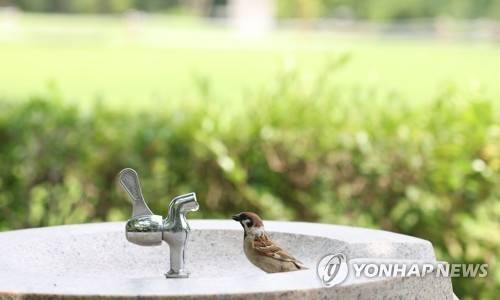 수도꼭지와 참새 [연합뉴스 자료사진. 재판매 및 DB 금지] 이 사진은 이해를 돕기 위한 것으로 대구 달성공원의 수도꼭지를 참새가 바라보는 장면입니다. 촬영 박세진 기자