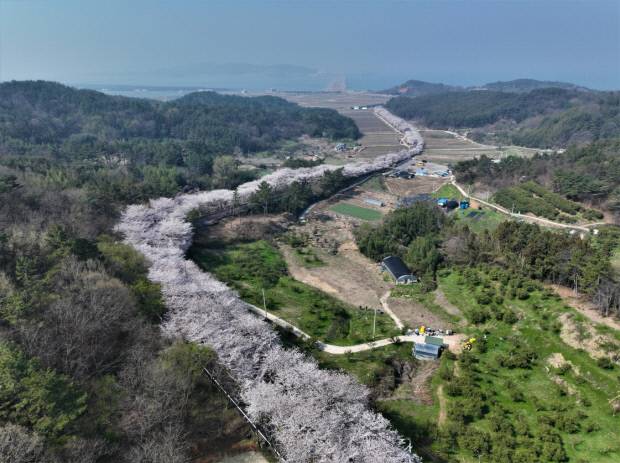 고흥만 벚꽃길. 고흥군 제공