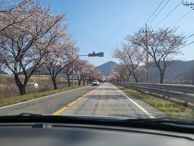 2일 임고면 평천리(영천댐 방향)일대는 벚꽃이 절정이다.