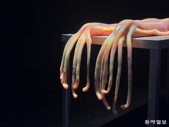 아그네스 퀘스천마크의 ‘하지 해부’(2024년). 끊임없이 변하는 자아와 흔들리는 상태가 촉수 달린 신체로 표현됐다. 이지윤 기자 leemail@donga.com