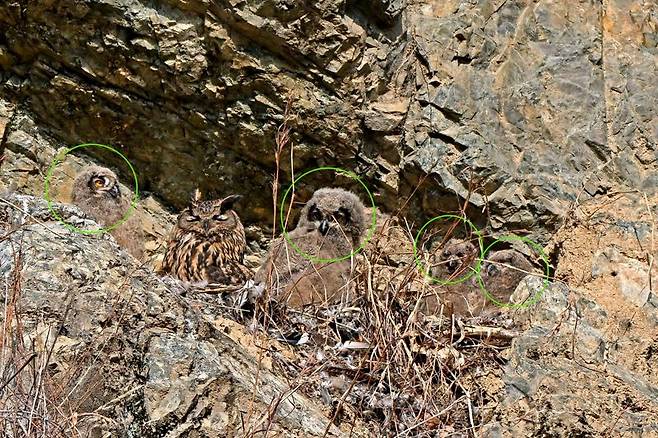시민생물학자인 윤기득 사진작가가 울산에서 포착한 수리부엉이 어미와 새끼 4마리(녹색 원 안). 울산시 제공