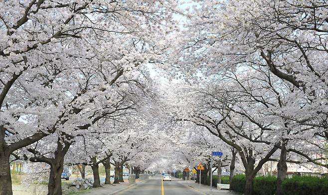 정읍 정읍천 일대는 봄이 되면 초록색 나무와 벚꽃이 어우러져 아름다운 절경을 자랑한다. 지난해 사진 속 풍경이 4월 중순 곧 연출될 예정이다. 정읍시 제공