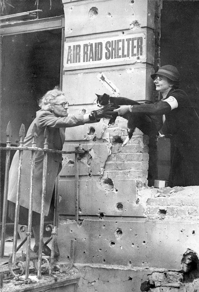 동물단체 관계자들이 전쟁으로 폐허가 된 건물에서 고양이 한 마리를 구조하고 있다. 책 '전쟁과 개 고양이 대학살'