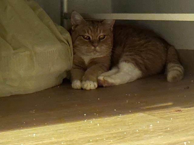 입양 후 숨어지내던 뿌링이. 보호자 제공