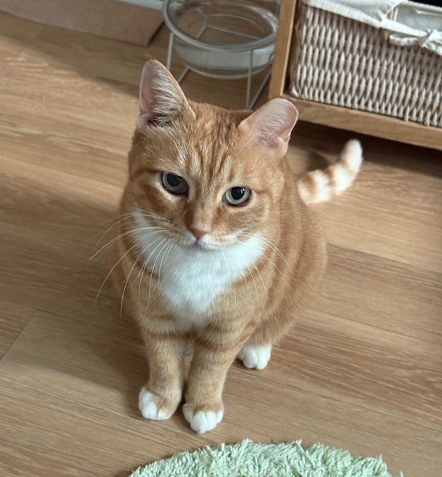 도도한 고양이! 보호자 제공