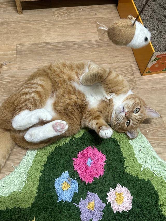 입양 후에는 털이 깨끗해 졌답니다. 보호자 제공