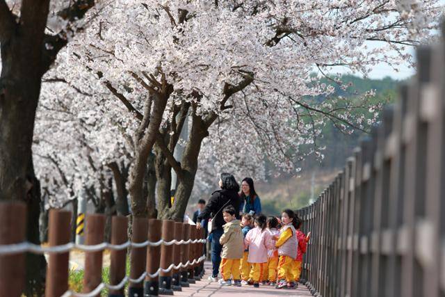 충남 천안시 북면 위례벚꽃길을 찾은 유치원생들이 산책로를 따라 아장아장 걷고 있다. 천안북면위례벚꽃축제위원회 제공