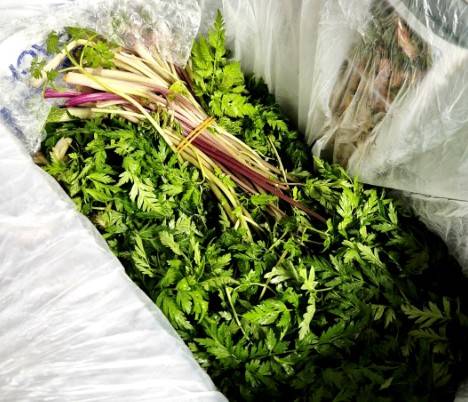 전호나물은 미나릿과 채소로 울릉도 특산물 중 하나다. 주로 끓는 물에 데쳐 나물로 무쳐 먹거나, 부침가루에 섞어 전을 부쳐 먹는다. /사진=네이버 클립 '쉽게쿡쿡' 캡처