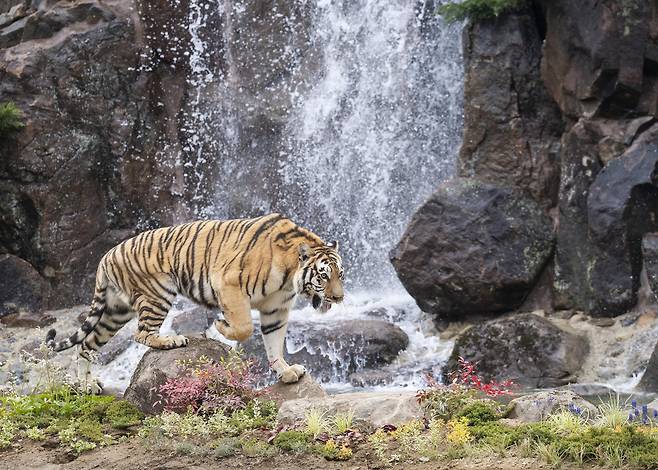 A Korean tiger living in Everland's Safari World [EVERLAND]