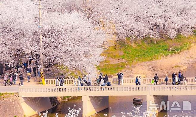 [수원=뉴시스] 황구지천 벚꽃 (사진=수원시 제공) 2026.04.02.photo@newsis.com