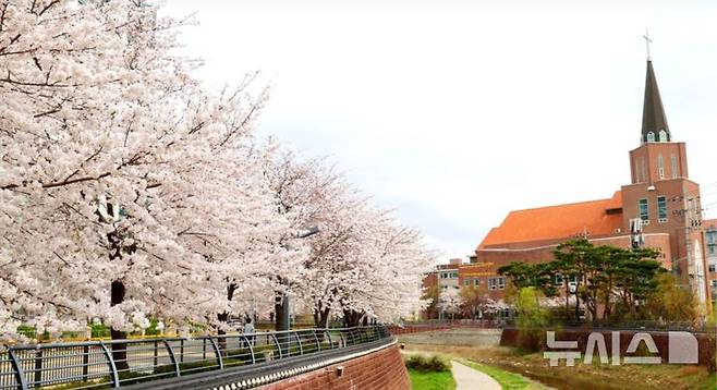[안성=뉴시스] 안성시 금석천 벚꽃 (사진=안성시 제공) 2026.04.02.photo@newsis.com
