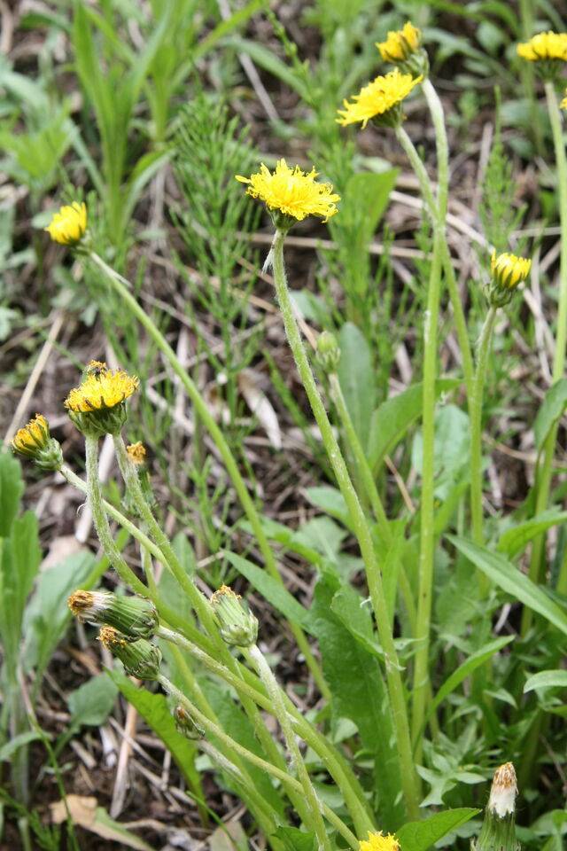 토종 민들레. 국가생물종지식정보시스템