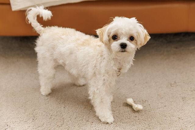 클립아트코리아