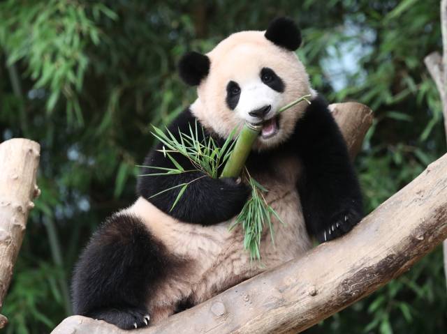 에버랜드 판다월드에서 푸바오가 먹이를 먹고 있다. 뉴스1