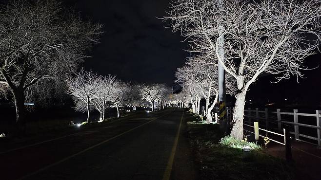 천안시 북면이 천안위례벚꽃축제를 앞두고 야간 경관조명을 설치했다. ⓒ천안시 제공