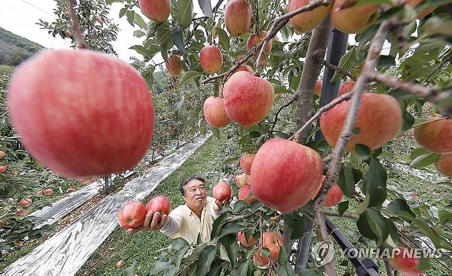 추석 앞두고 홍로 사과 수확 (서울=연합뉴스) 3일 추석을 앞두고 경남 함양군 오현마을 사과 농장에서 유이주 씨가 지리산 자락 고랭지 '홍로 사과'를 수확하고 있다. 2024.9.3 [함양군 제공. 재판매 및 DB 금지] photo@yna.co.kr