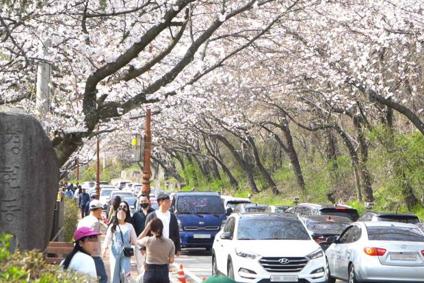 나주시 경현동 한수제를 찾은 방문객들이 벚꽃 터널을 누비며 봄을 만끽하고 있다. 나주시 제공