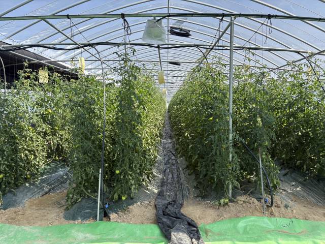 비닐하우스 천장에 비닐봉지에 감싸진 스피커에서 베토벤 노래가 흘러나오고 있었다. 김준현 기자 joon@