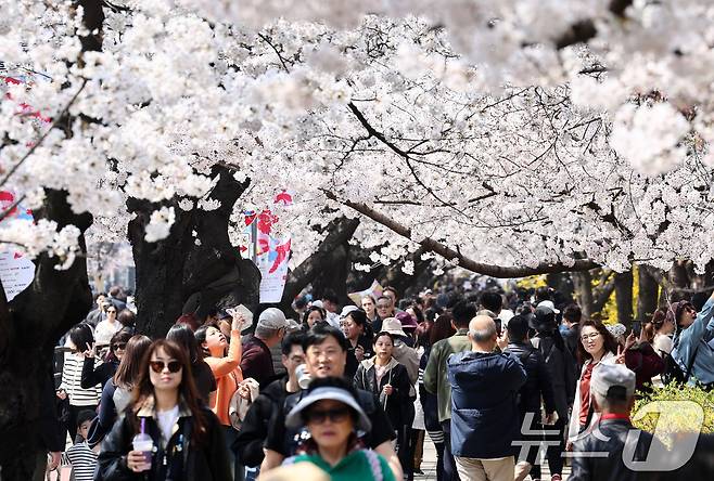 '여의도 봄꽃축제'를 하루 앞둔 2일 서울 여의도 윤중로에서 시민들이 벚꽃을 감상하고 있다. 2026.4.2 ⓒ 뉴스1 최지환 기자