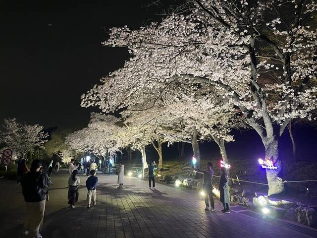 서울대공원은 이달 4일부터 12일까지 9일간 '봄꽃축제'가 개최된다고 3일 밝혔다. /서울시