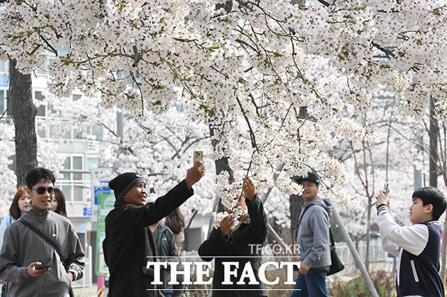 완연한 봄 날씨를 보인 3일 오전 서울 마포구 마포새빛문화숲을 찾은 외국인 관광객들이 벚꽃 아래에서 기념촬영을 하고 있다. /김성렬 기자