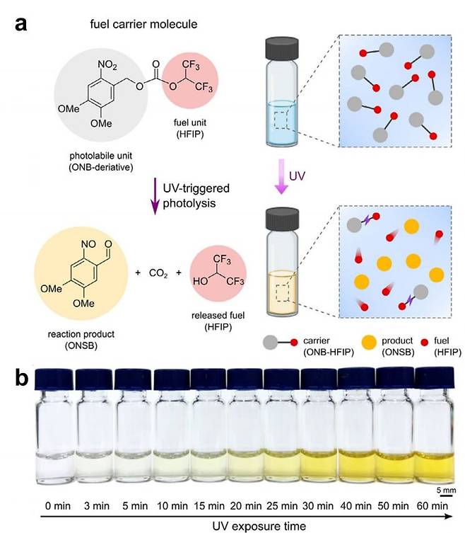 광화학 기반 연료 운반 분자 설계와 빛 기반 분해 거동. (a)헥사플루오로이소프로판올(HFIP) 연료 분자와 광반응성 오르토-니트로벤질(ONB) 유도체를 결합해 연료 운반 분자를 설계했으며, 자외선 조사 시 분해된다. (b)용액 상태에서 자외선 조사 시간이 늘어날수록 연료 운반 분자의 분해가 진행되며 색 변화가 나타난다. 김형우 전남대 교수 제공