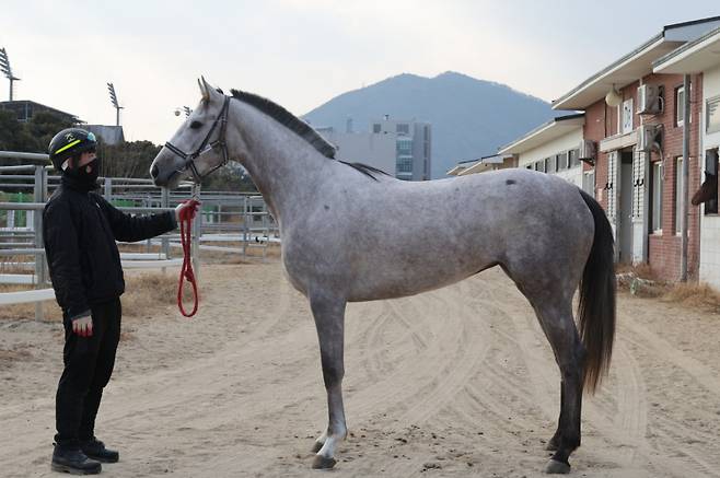 클리어리위너. 사진=한국마사회